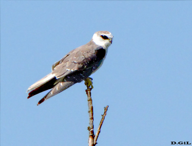 HALCÓN BLANCO (Elanus leucurus) - (Juvenil) Alamos de carrasco-MONTEVIDEO (Febrero 2010)